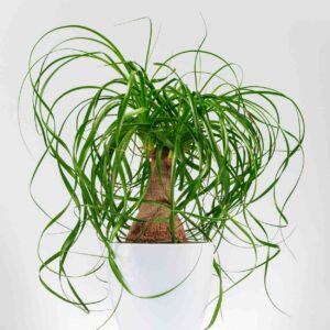 beaucarneau pied delephant