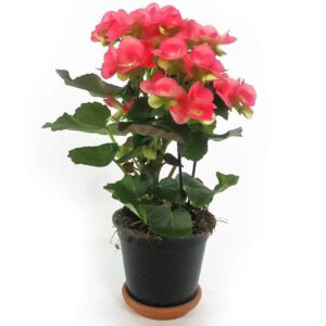 begonia elatior en vase