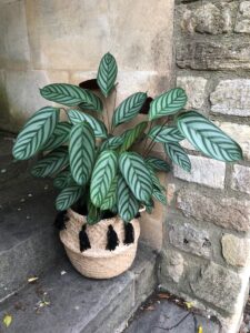 calathea