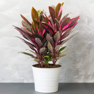 cordyline tango