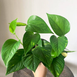 epipremnum aureum