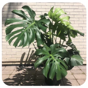 phlodendroma monstera12 2000x