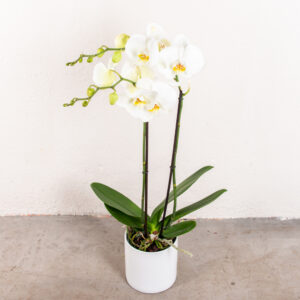 plante orchidee blanche 4693