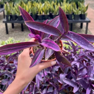 tradescantia padilla